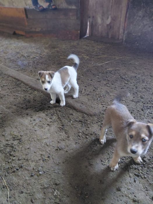 Грейхаунд кушиктер сатылады