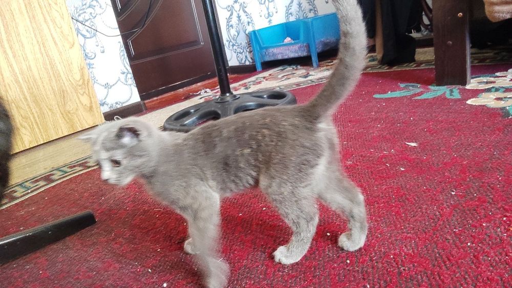 Котенок скотиш фолд