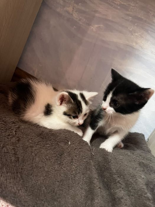 Отдам котят в добрые руки