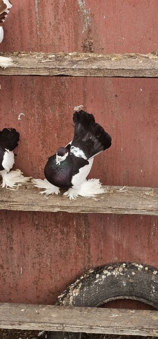 De vânzare  Porumbei de Volga