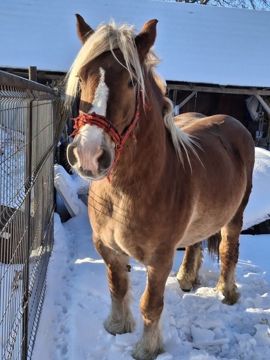 Vand iapa grea  gestanta