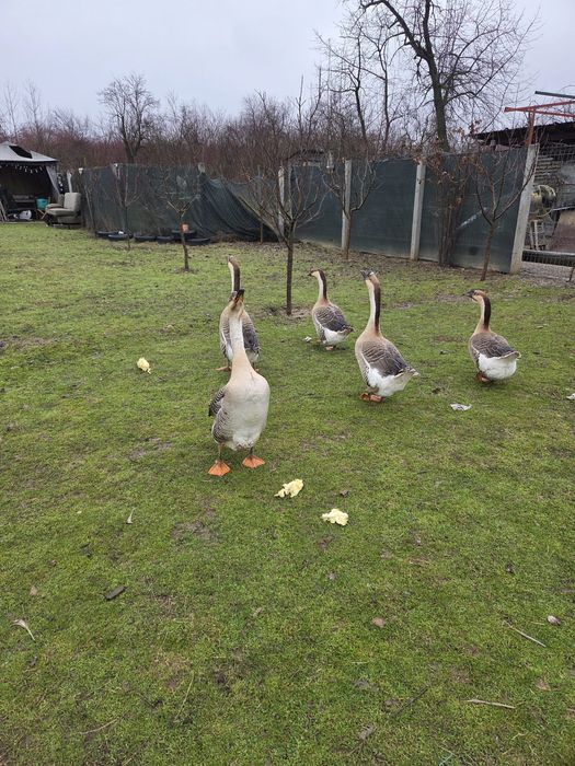 Gâscani leșești,1 de 2023 și unul 2025