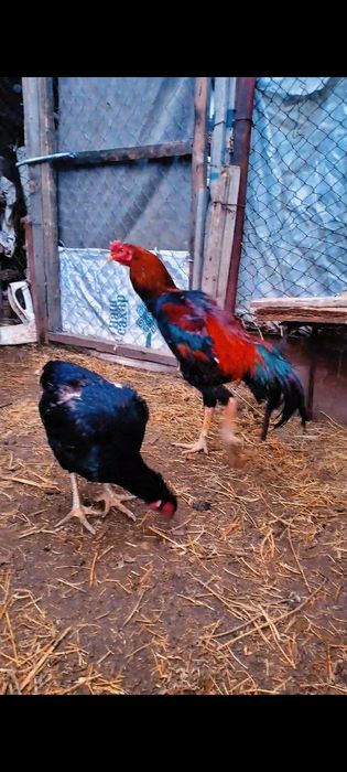 Продам чистого привозного китайца