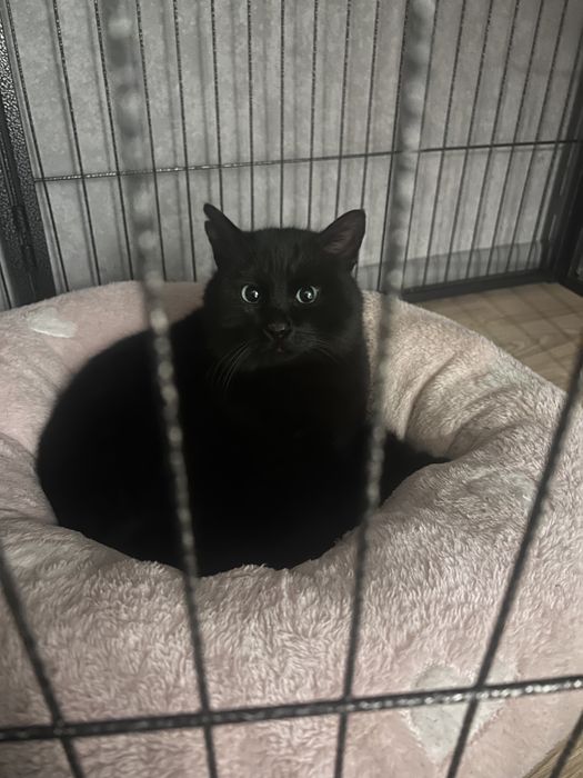 Срочно Отдам кота в добрые руки