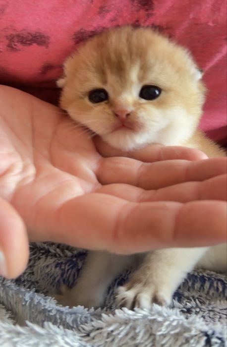 Золотые и серебрянные шиншиллы