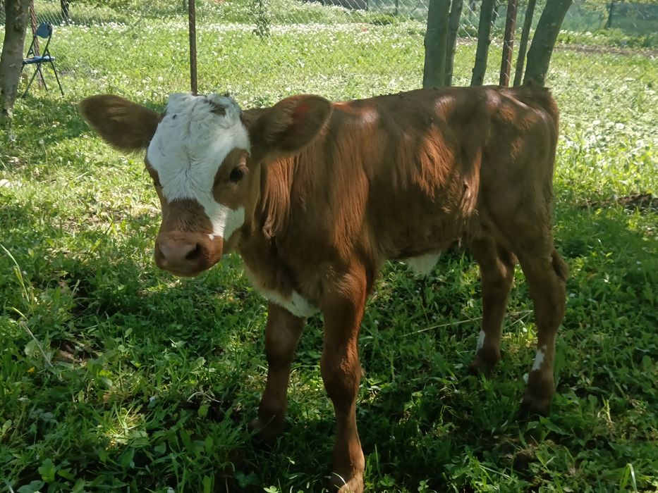 3 Taurasi !!!!i 4  vițele bălțate de pus la vaca