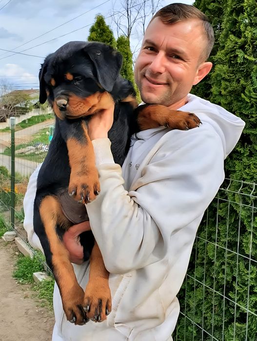 Pui Rottweiler cu pedigree