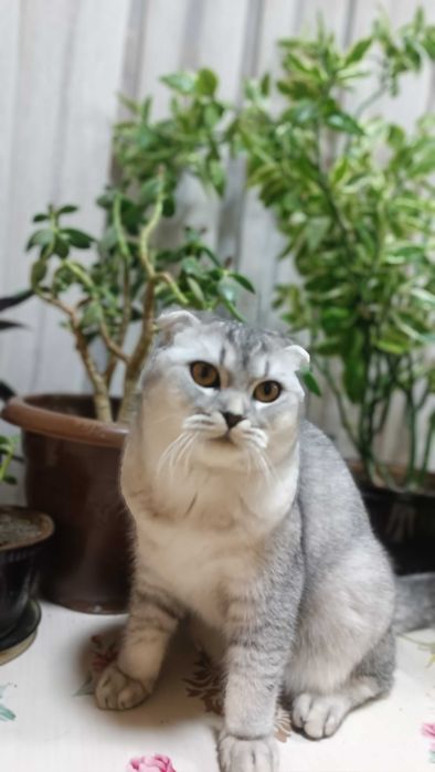 Mushuk sotiladi. Zoti scottish fold, shinshilla.