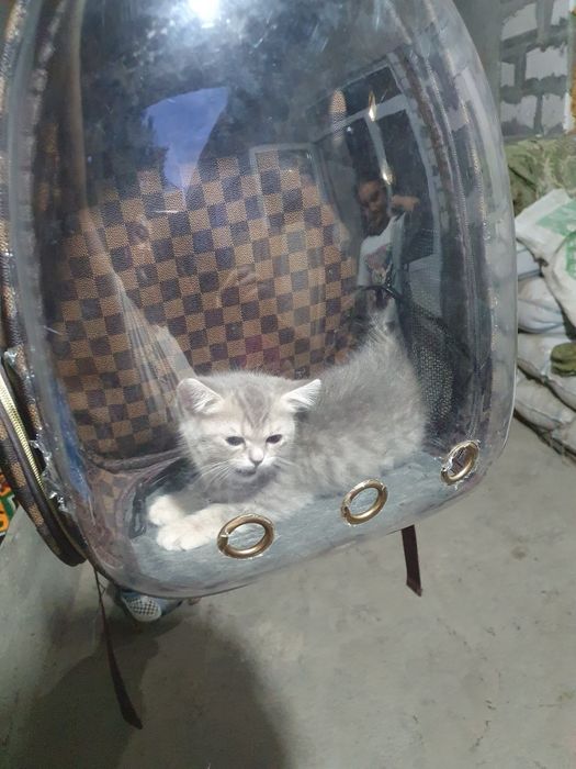Зотиков Мушук  сотилади