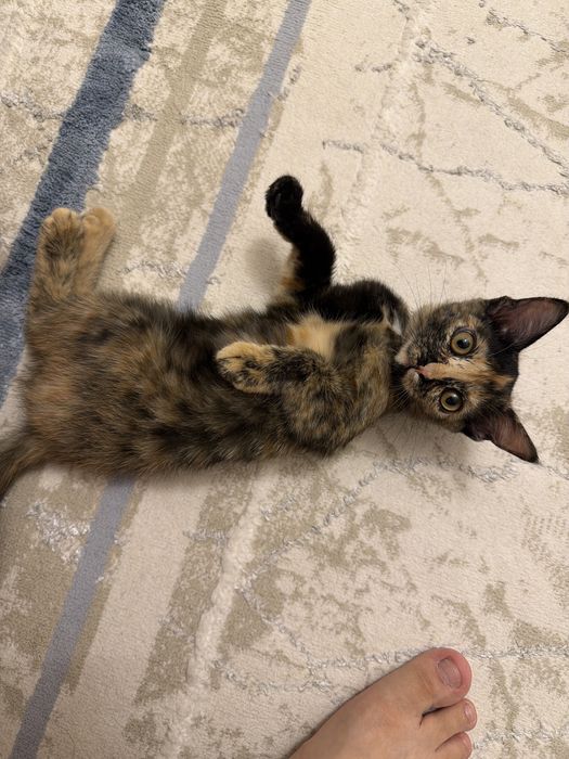 Отдам котенка в хорошие руки
