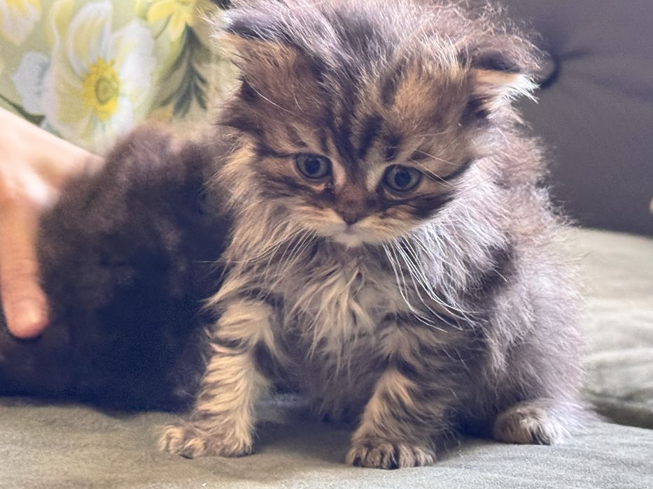 Срочно продам котят с породой