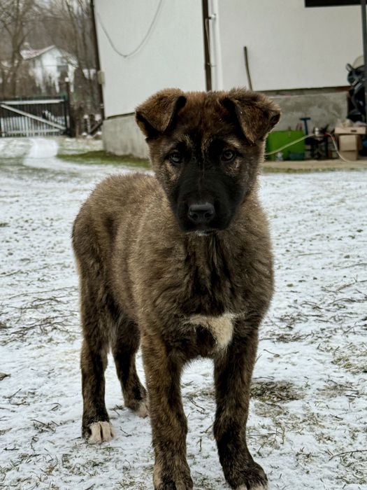 Pui Ciobanesc Carpatin