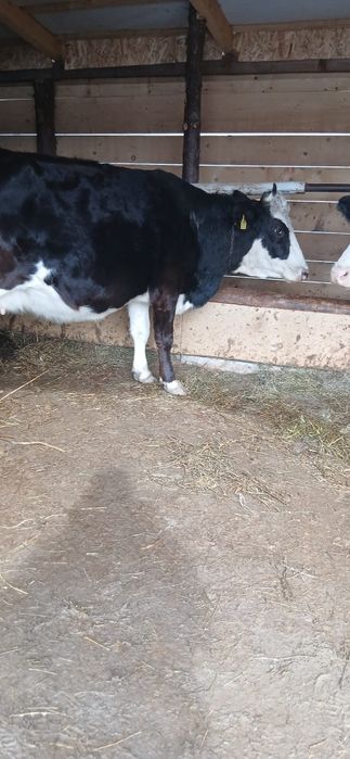 Vând vaca baltata românească