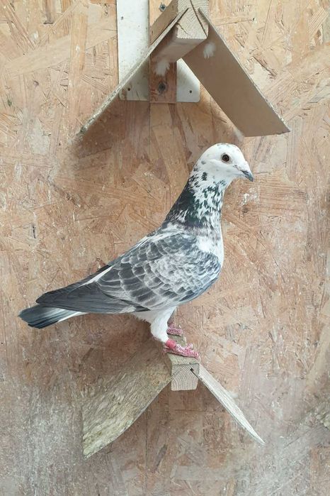 Ocazie! Vand femela voiajor cuca si mascul voiajor andaluz, 100 % viteza, 2017, 2019, Eduard Vajaiac!