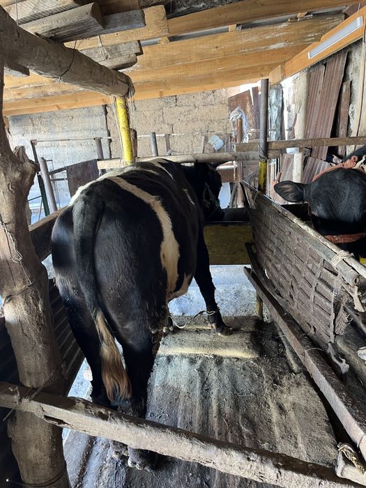 Семиз буха,байланган ангус