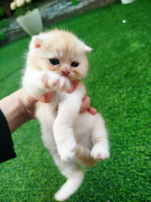 Mushuk bolalari sotiladi