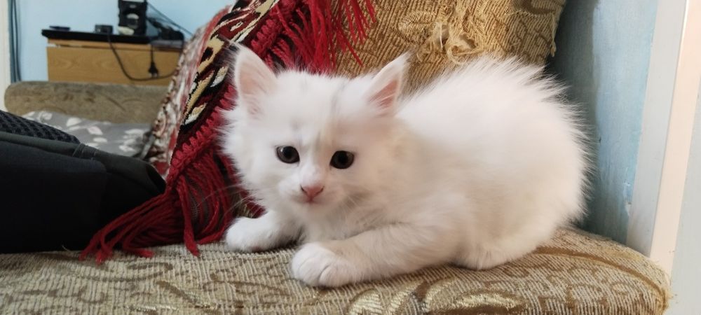 Продаются котята