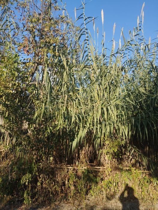 Камиш том учун, арзон нарх