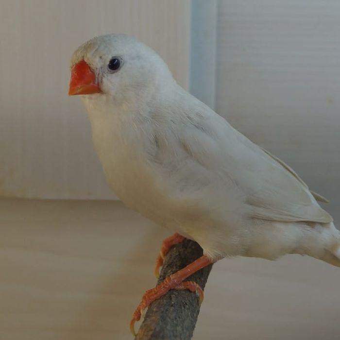 Декоративные птицы