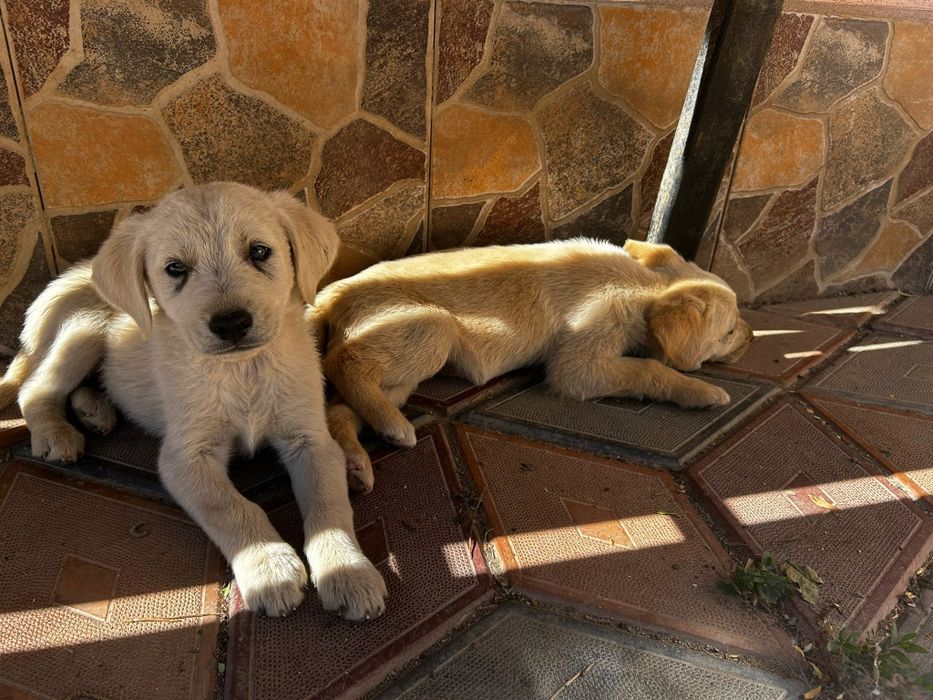 Donez cățeluși labrador