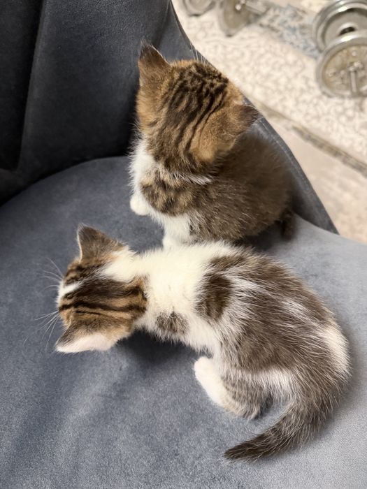 Котята 1,5 месяц