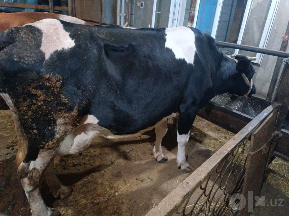 Sigir sotiladi sutdor 20 tadan oshq beradi