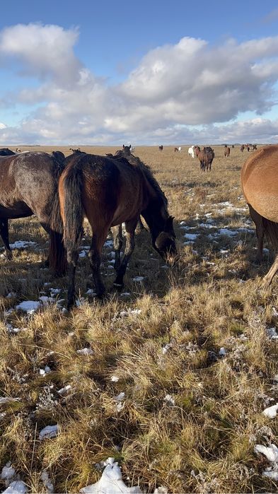 Продам тай кунан согым