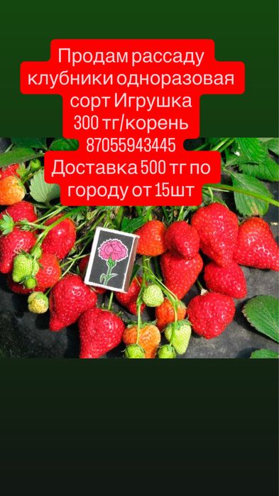 Продам клубнику