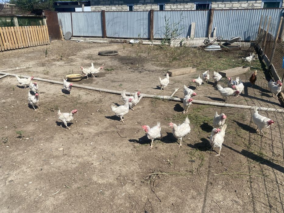 Продаются белые курочки
