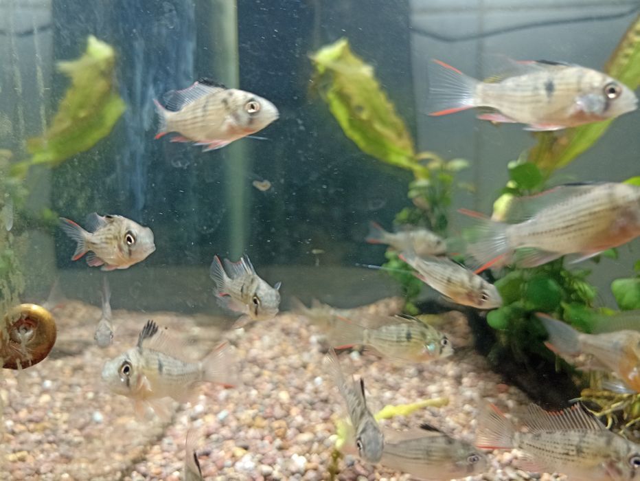 Продам рыбок аквариумных