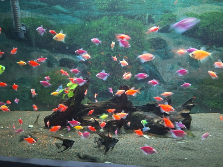 Аквариум баликтар