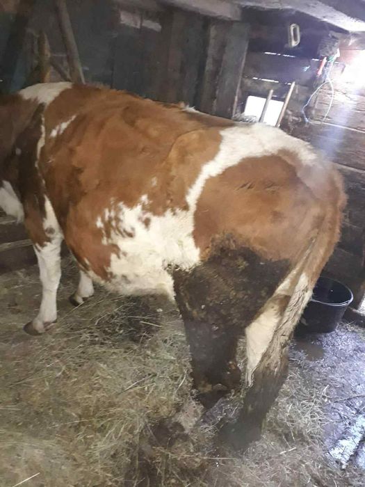 Vând vacă de 6 ani, gestanta in 5 luni .
