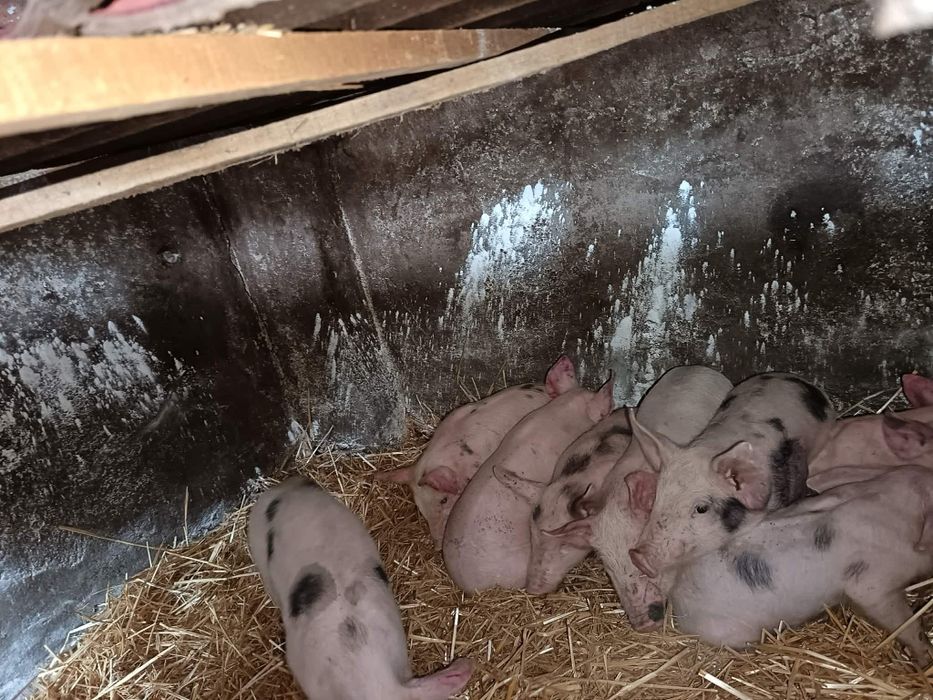 Отбити прасенца.