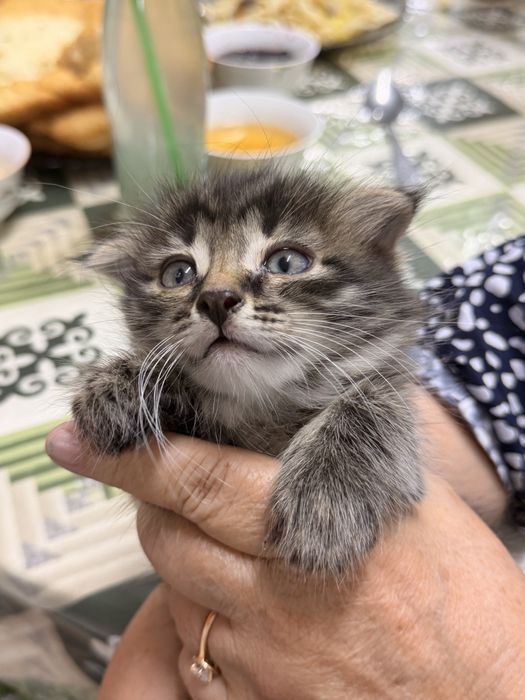 Котята в хорошие руки