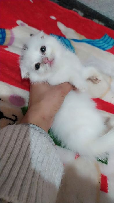 sotiladi mushukchalar kelishilgan narxda