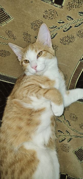 Отдам в добрые руки