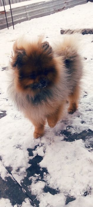 Щенки шпица от шикарных родителей