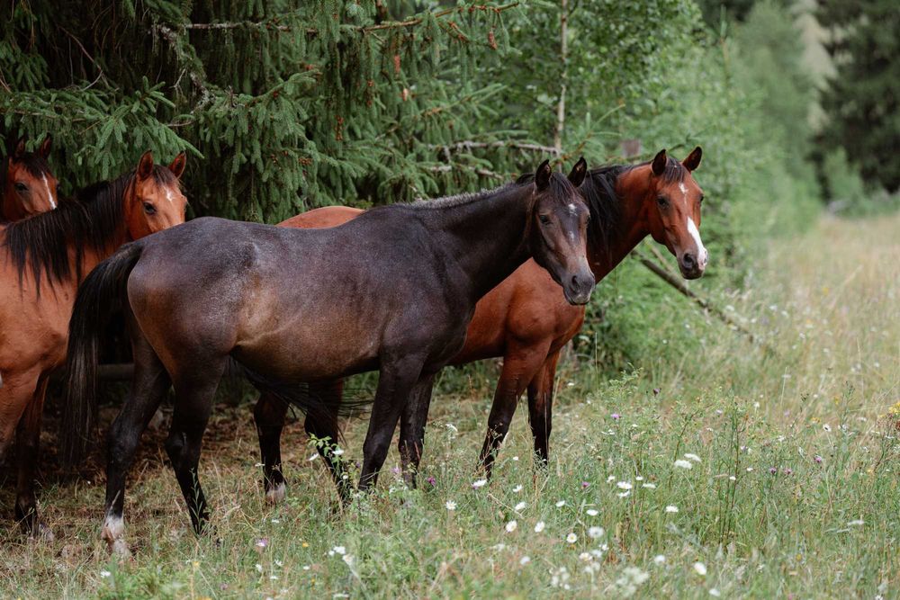 Vand cai din rasa shagya arab