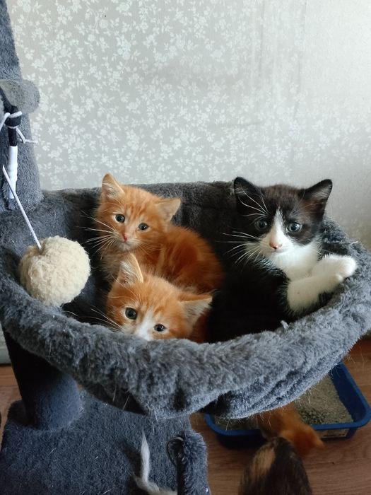 Отдам котят почти 2 месяца