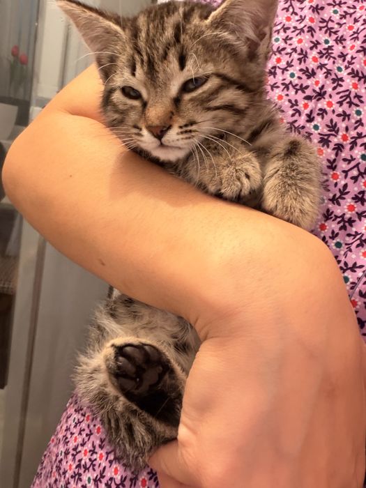 Отдам котенка в хорошие руки