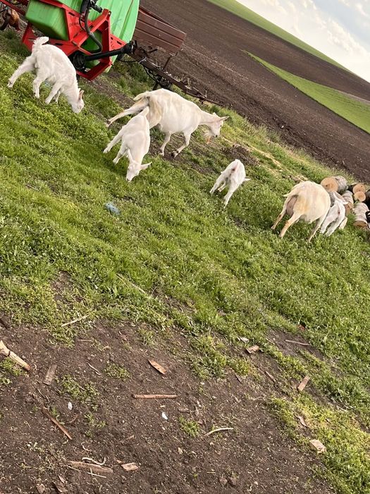 Vând sau schimb cu junică capre sannen bune de lapte cu tot cu 4 iezi