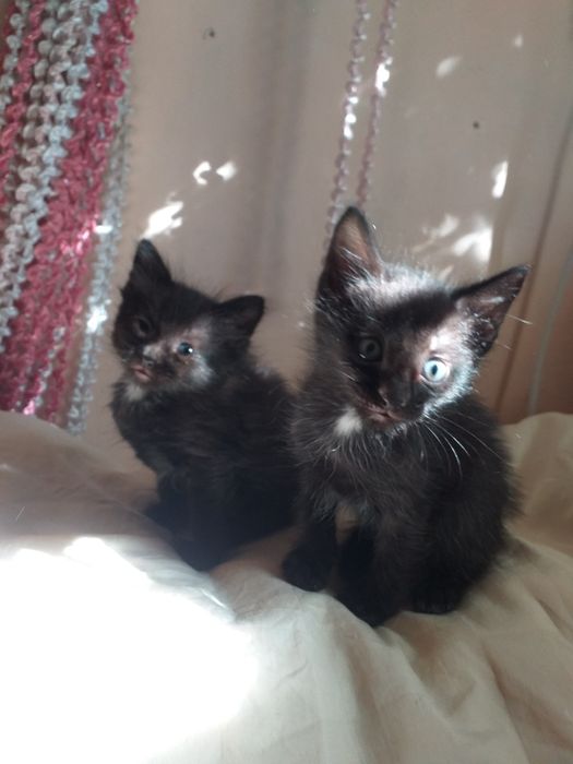 Отдам в добрые руки маленьких мальчишек