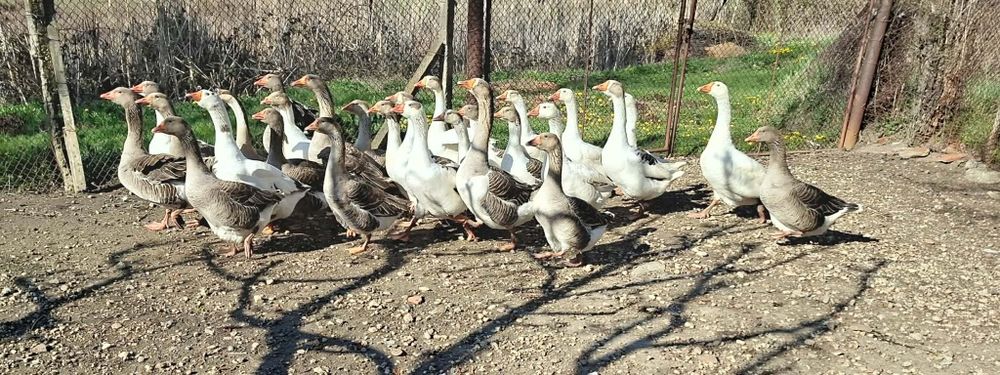 Продавам оплодени гъши яйца и гъсета