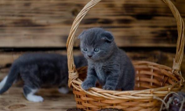 Скоттиш Фолд.  Голубой окрас.