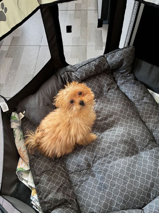 Женска  Кръстоска между пудел и померан