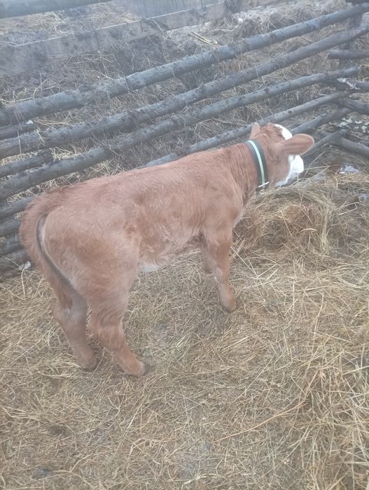 Vând vitea în vârstă de 6 saptamani