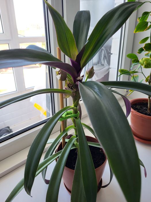 Комнатные цветы и растения