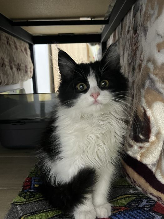 Котенок девочка в добрые руки