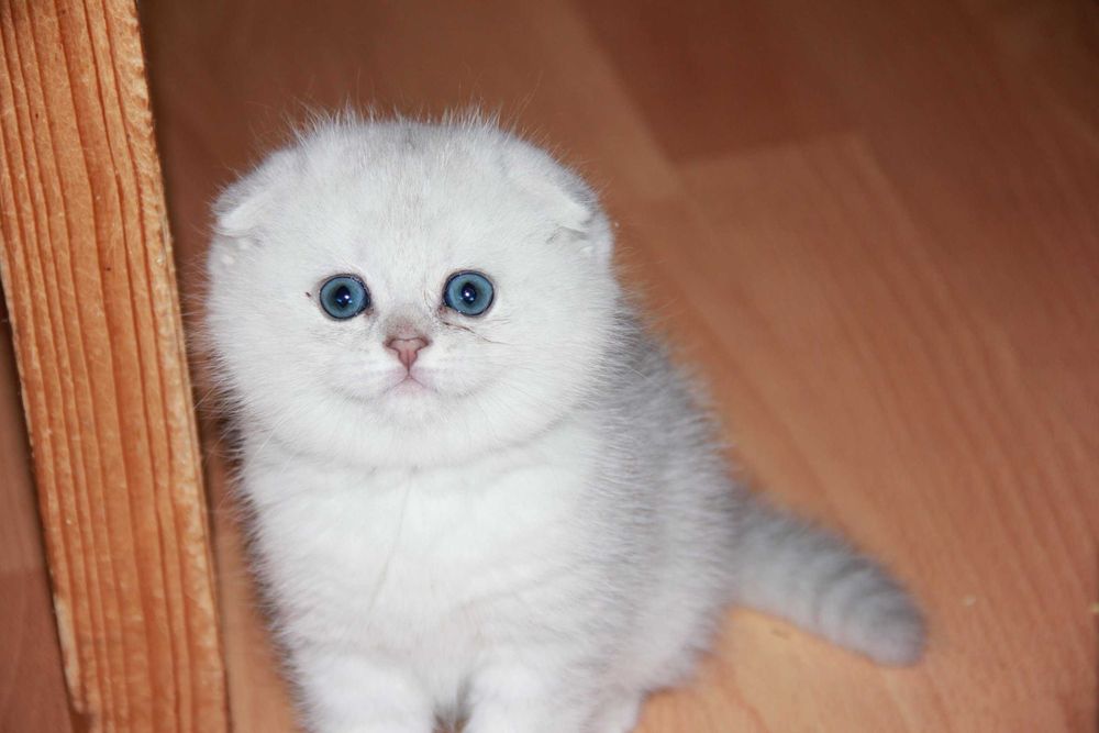 Продам Шотландских Шиншилл