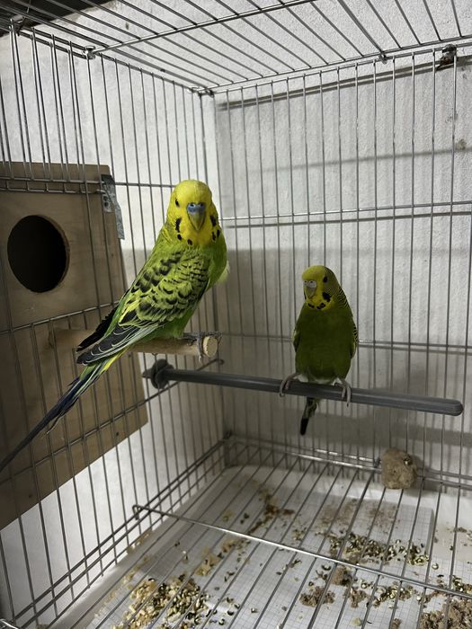 Sotiladi Tayyor ishlavotkan qushla